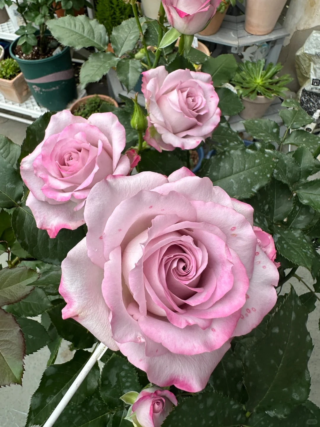 'Glamorous' Shrub Rose