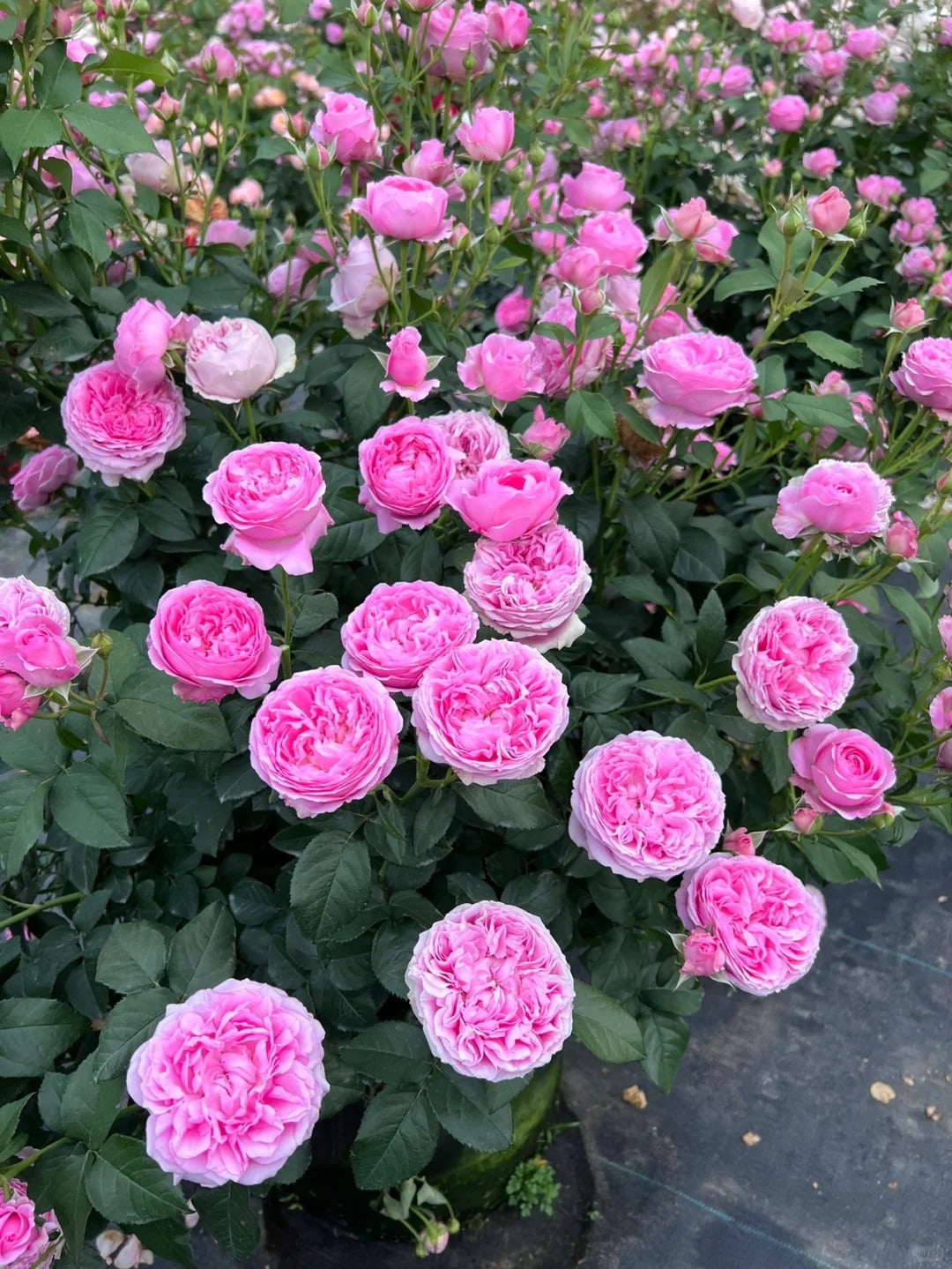 'Wanshan' Shrub Rose