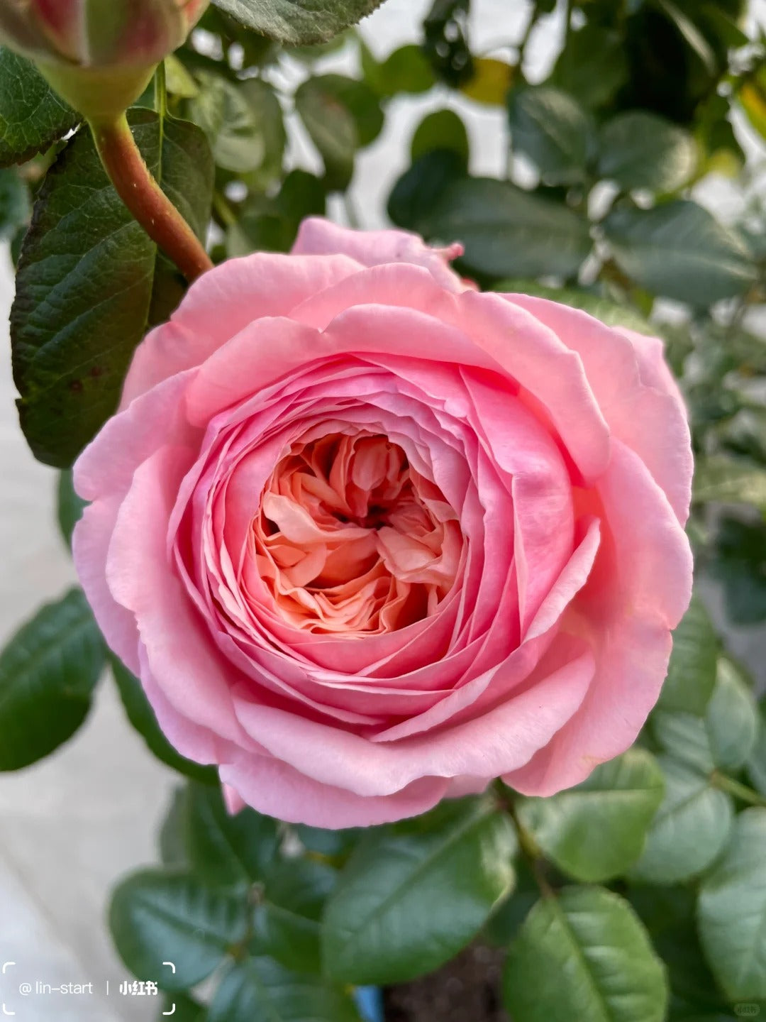 Martha Stewart™ Shrub Rose Brush Live Plant, 5 gallon