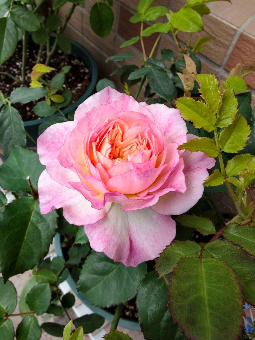 'Zhijin' Shrub Rose