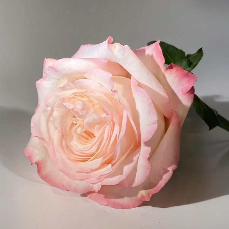 'Joyce' Shrub Rose