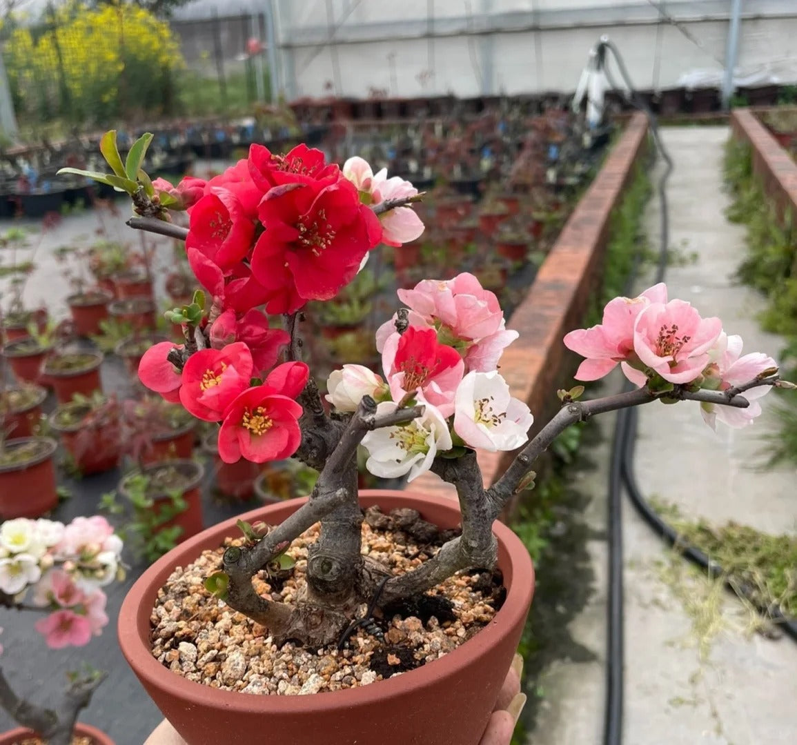 'Toyo Nishiki' Japanese Flowering Quince