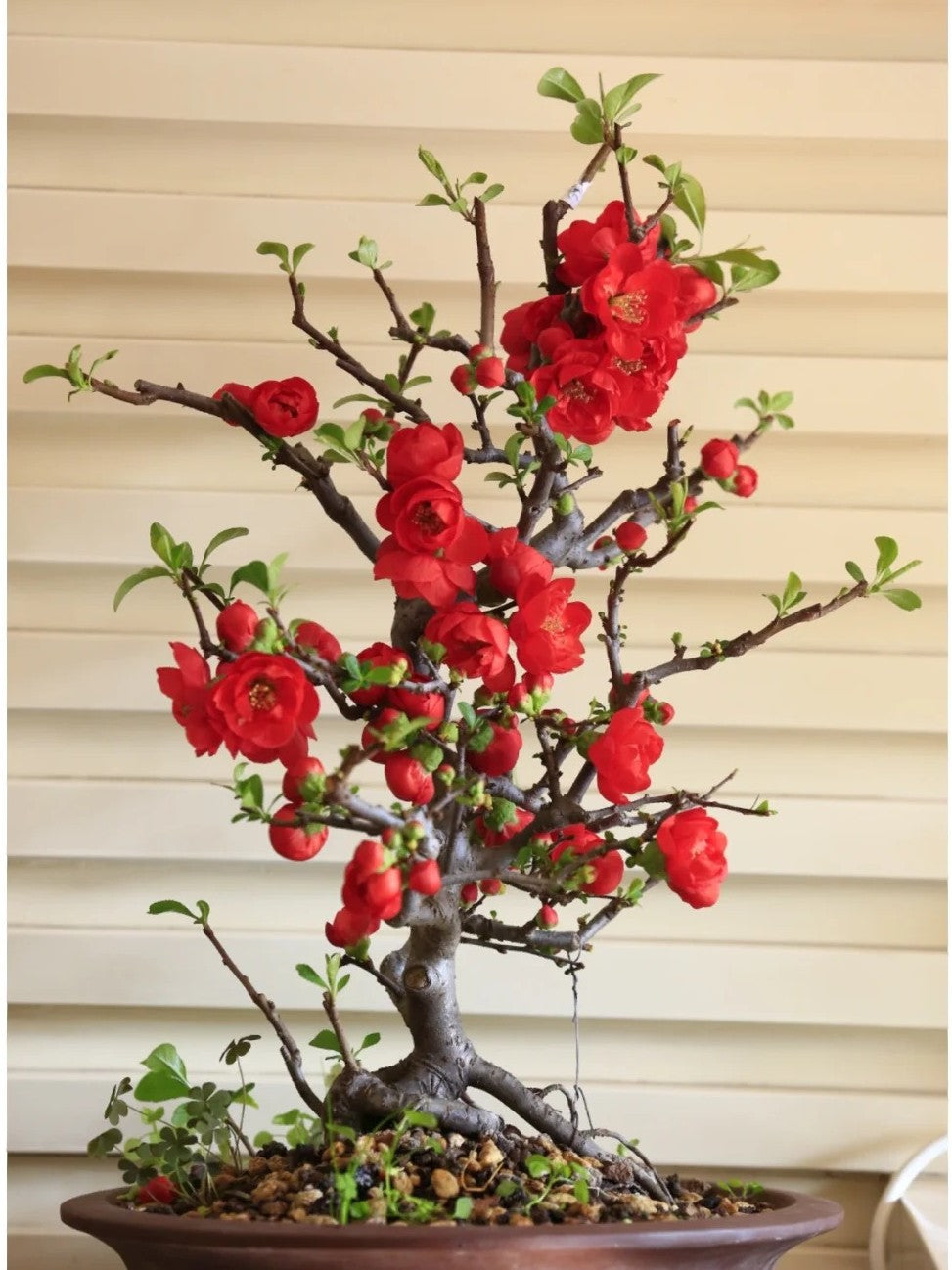'Chojukan' Japanese Flowering Quince