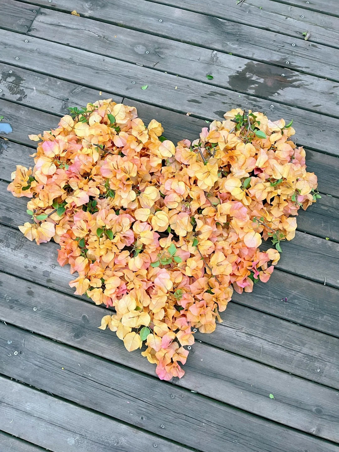 Bougainvillea 'Golden Glow'