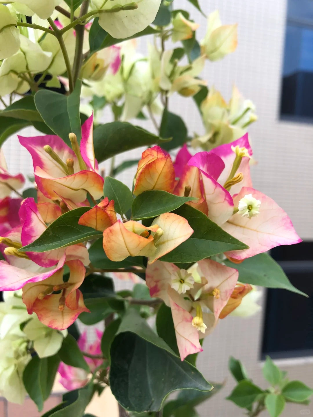 Bougainvillea 'Sophia'