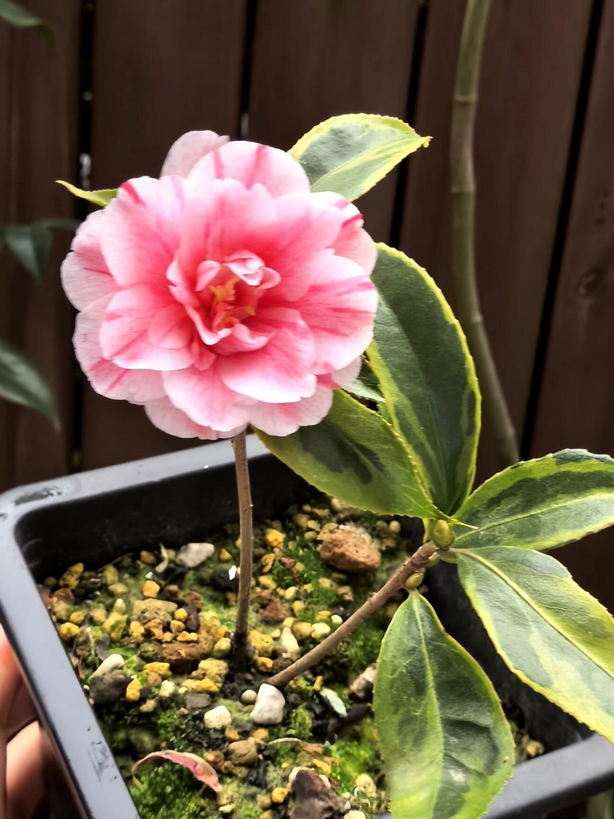 'Nishikiba-fukurin-ikkyū' Camellia