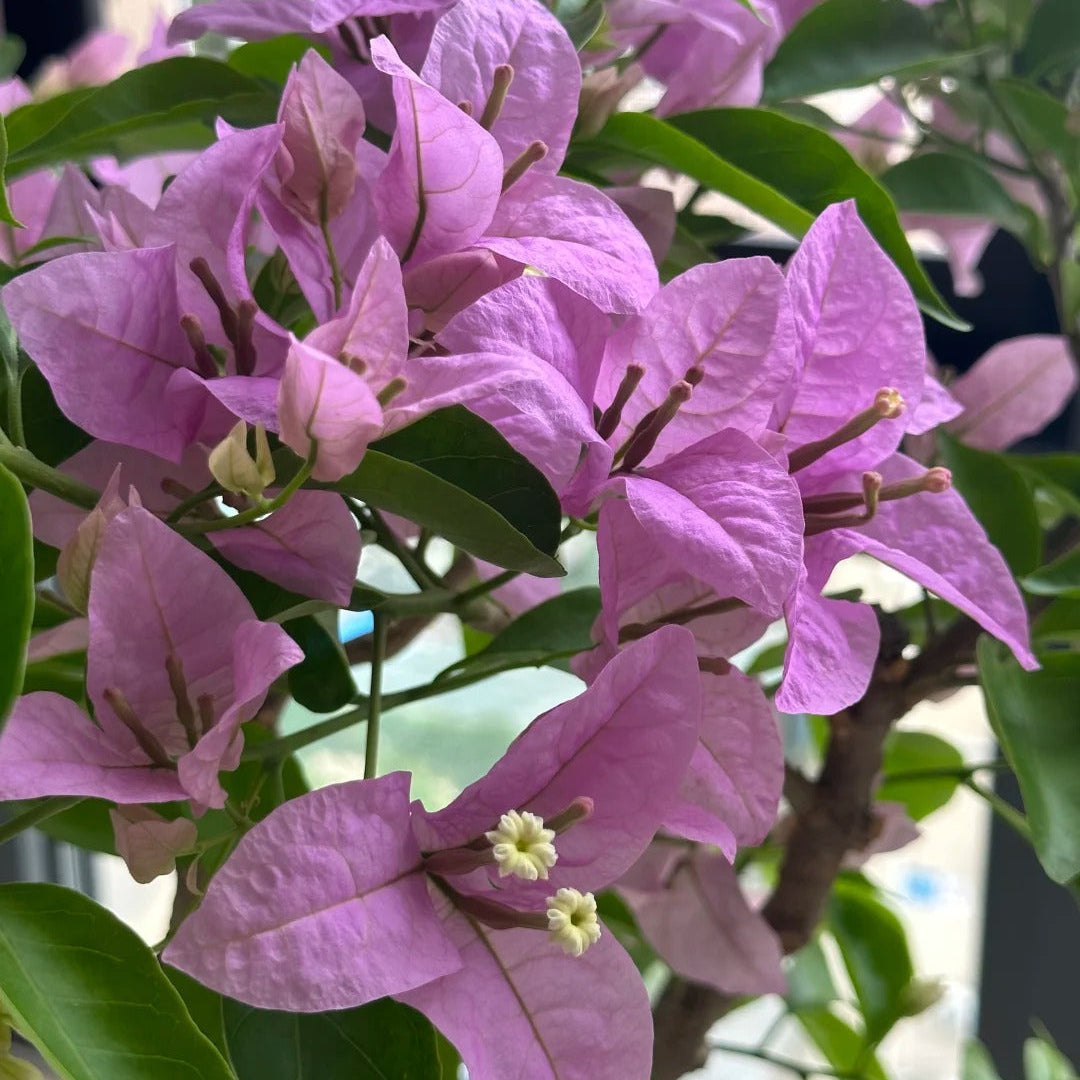 Bougainvillea 'Cypheri'
