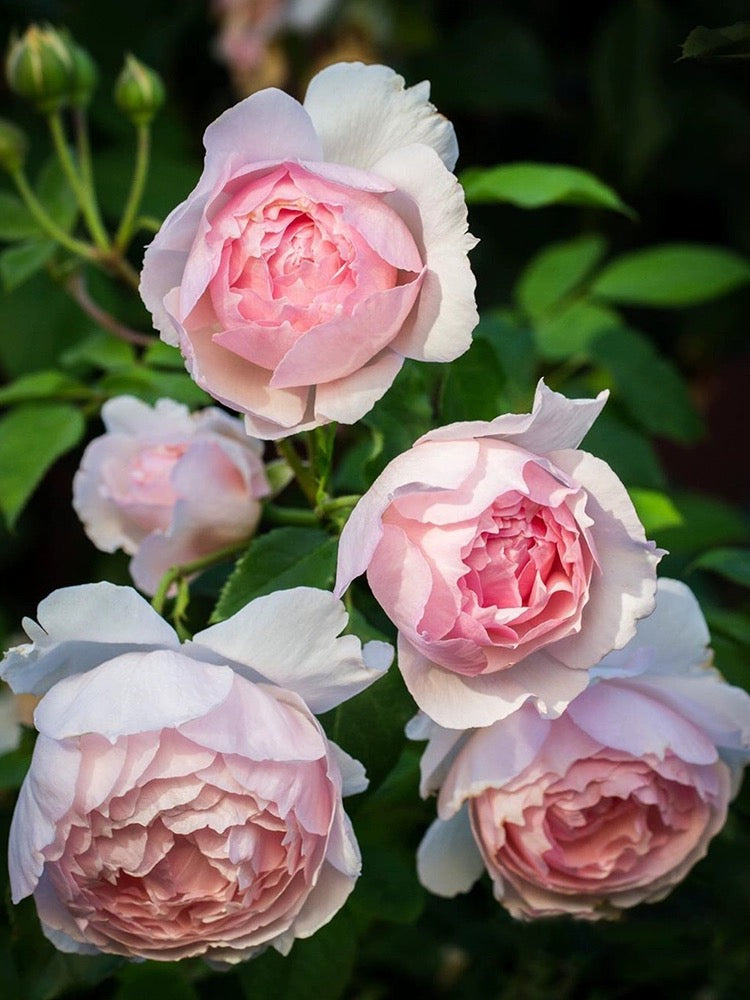 The Wedgwood Rose® (AUSjosiah) David Austin® Climbing Rose Brush Live Plant, 5 gallon