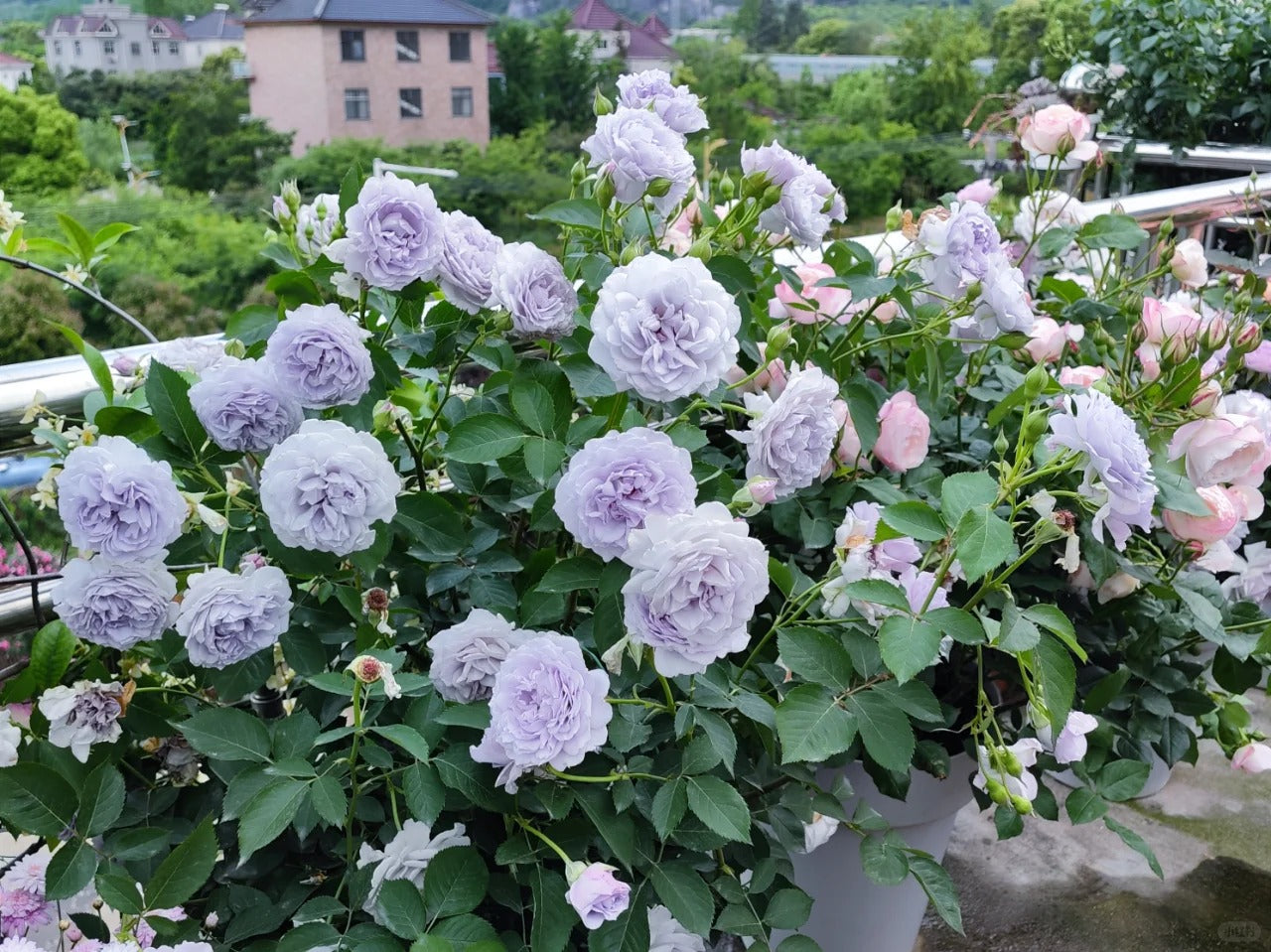 'Jise' Shrub Rose