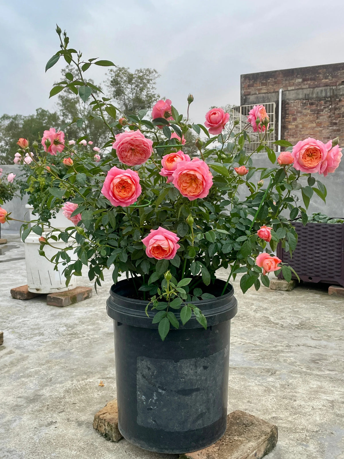 'Juzi' Shrub Rose