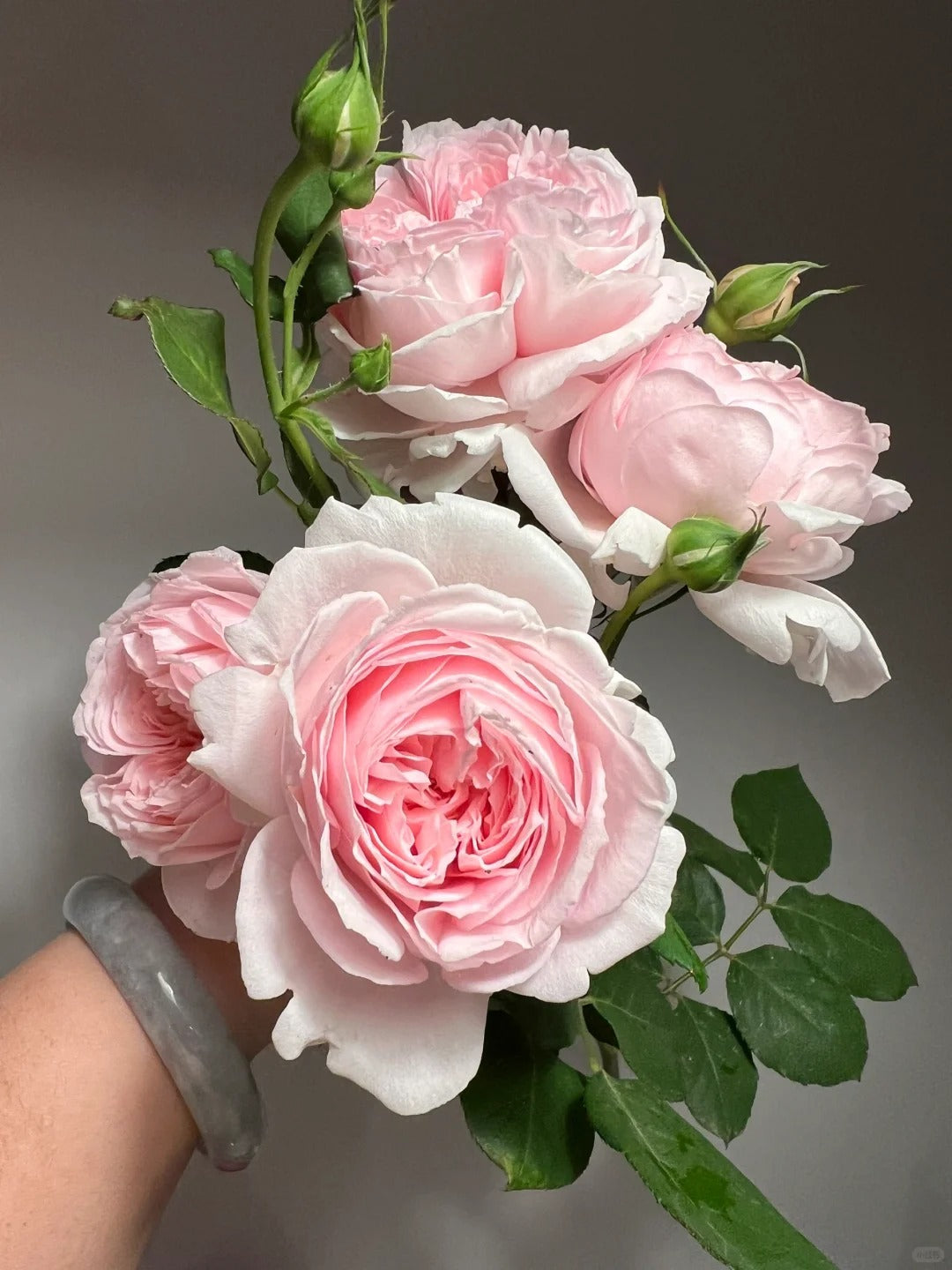 'Yanzi' Shrub Rose