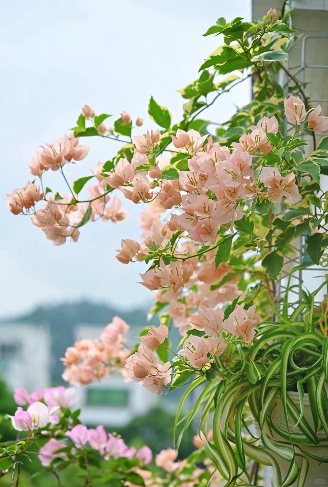 Bougainvillea 'Variegated Mas Perak'
