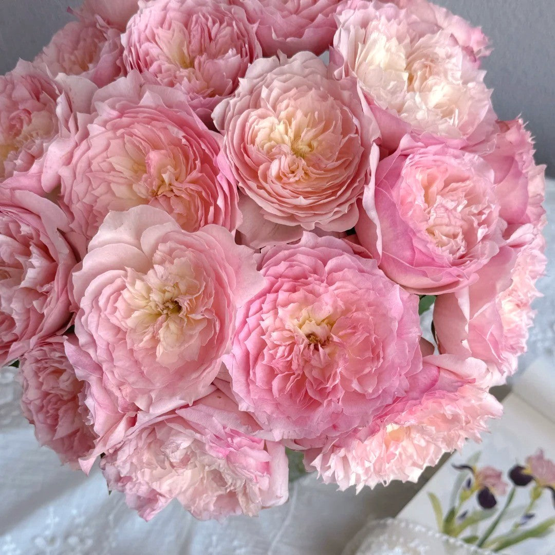 'Le Rire' Shrub Rose