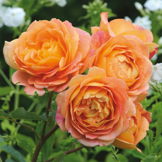 Lady of Shalott® (AUSnyson) David Austin® Climbing Rose Brush Live Plant, 5 gallon