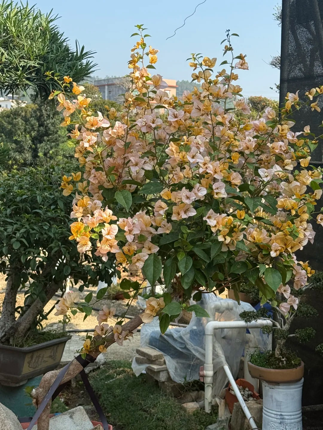 Bougainvillea 'Huangnvlang'