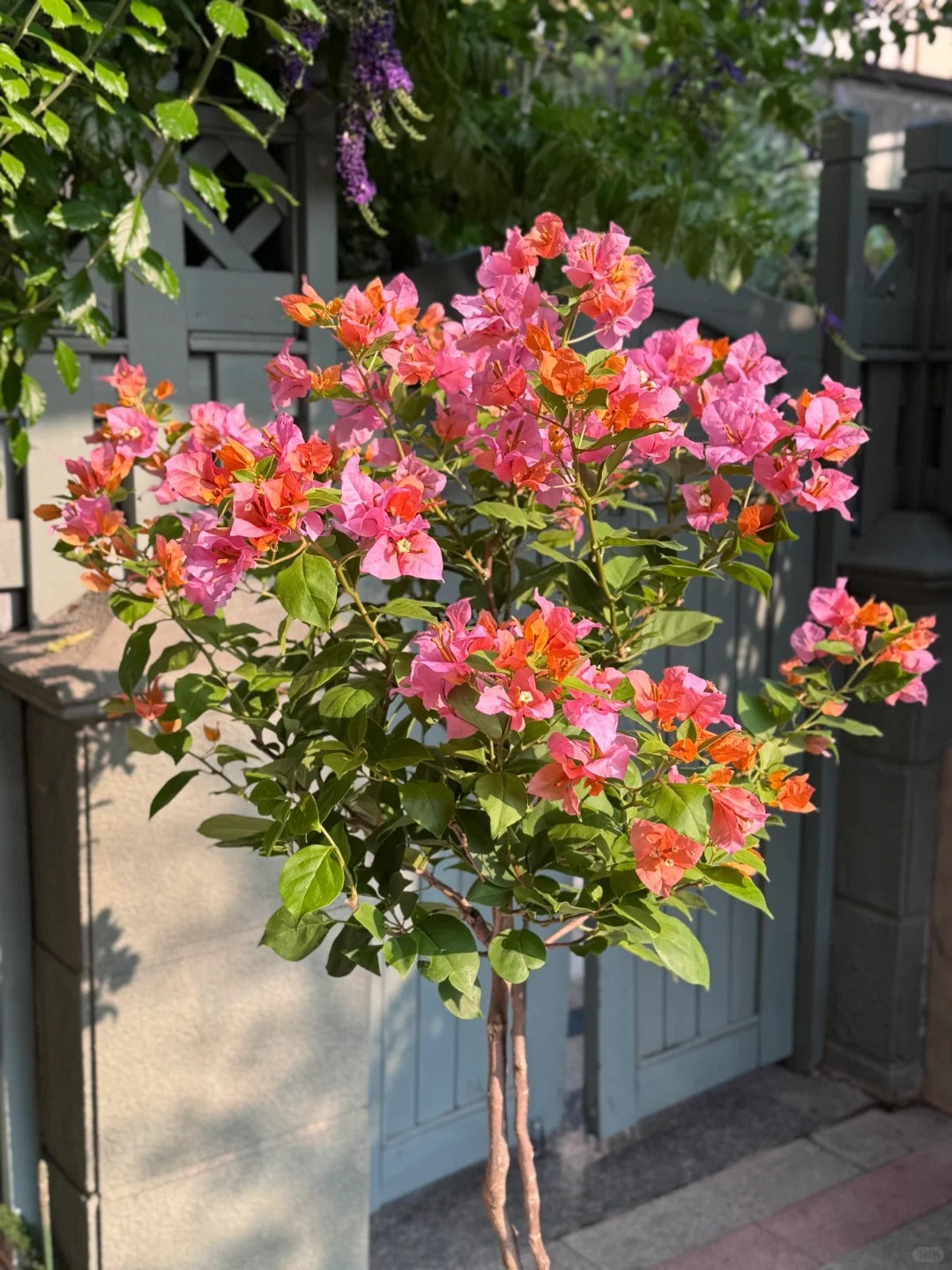 Bougainvillea 'Mary Helen' (Bougainvillea 'Chameleon')