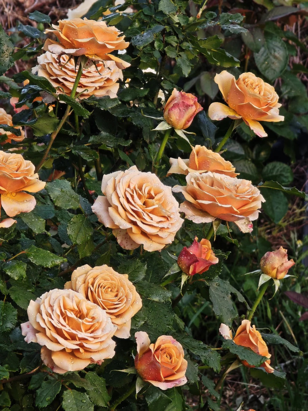 'Pine Dream' Shrub Rose