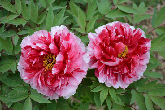 Shima-nishiki 岛锦 Tree Peony