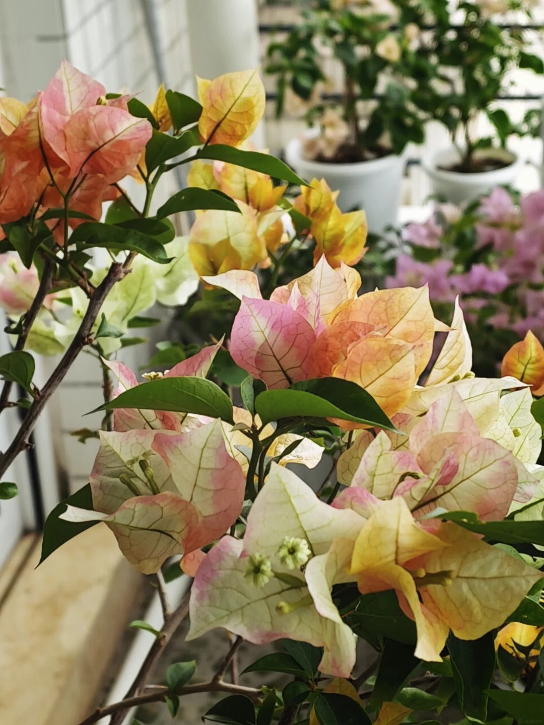 Bougainvillea 'Chitra Golden'