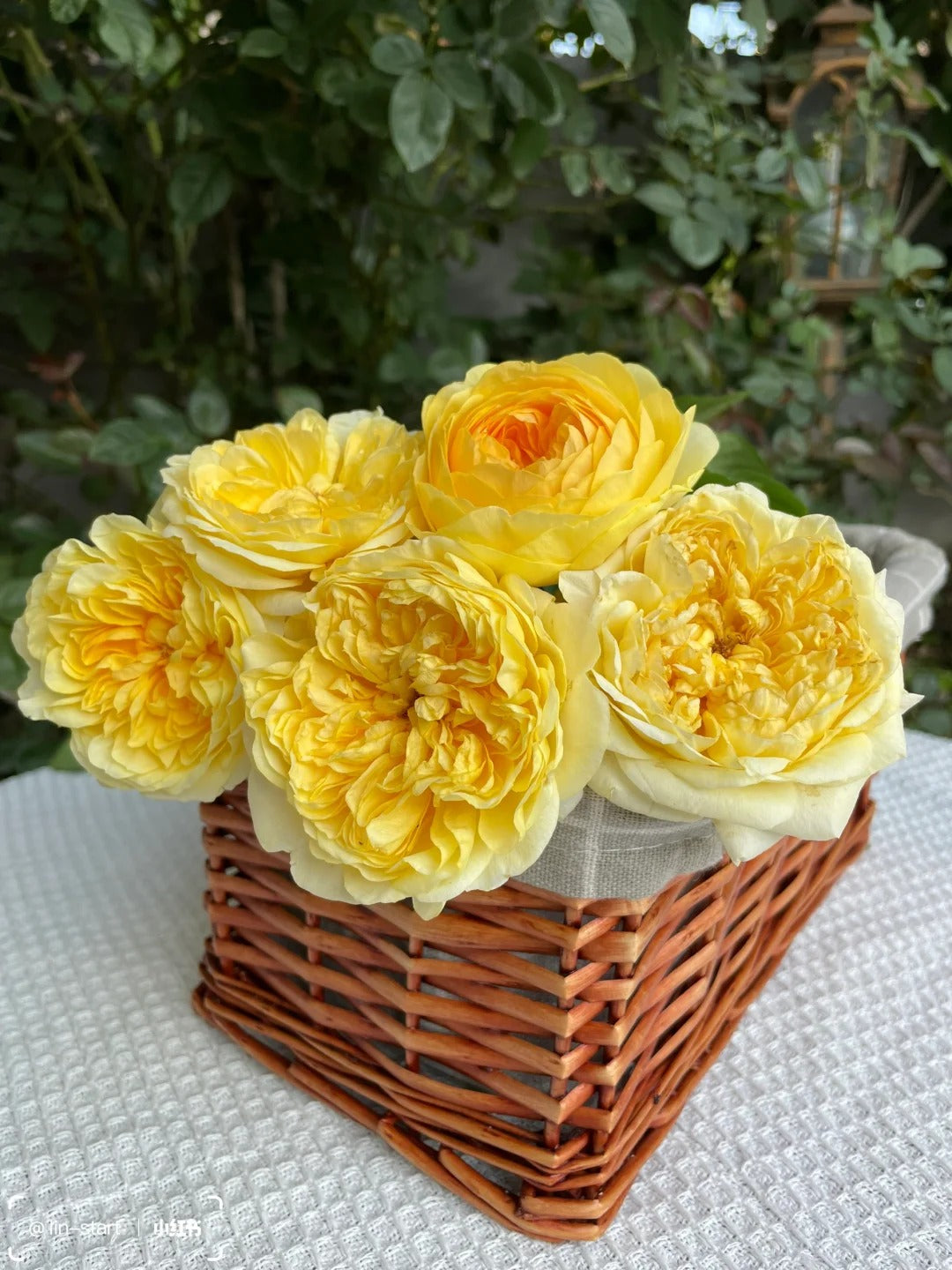 'Ehuang' Shrub Rose