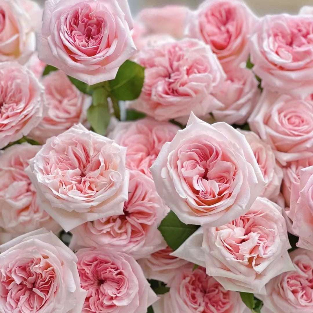 'Pink O'Hara' Shrub Rose