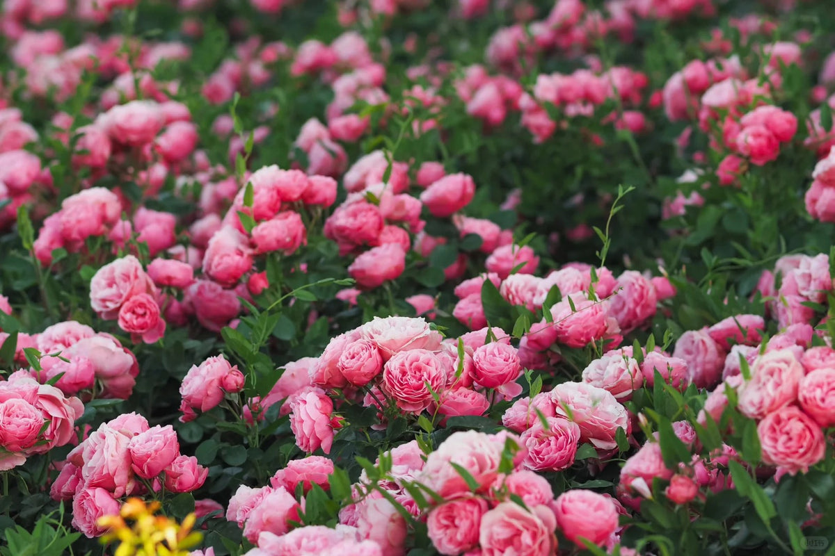 Leonardo da Vinci™ Shrub Rose Brush Live Plant, 5 gallon