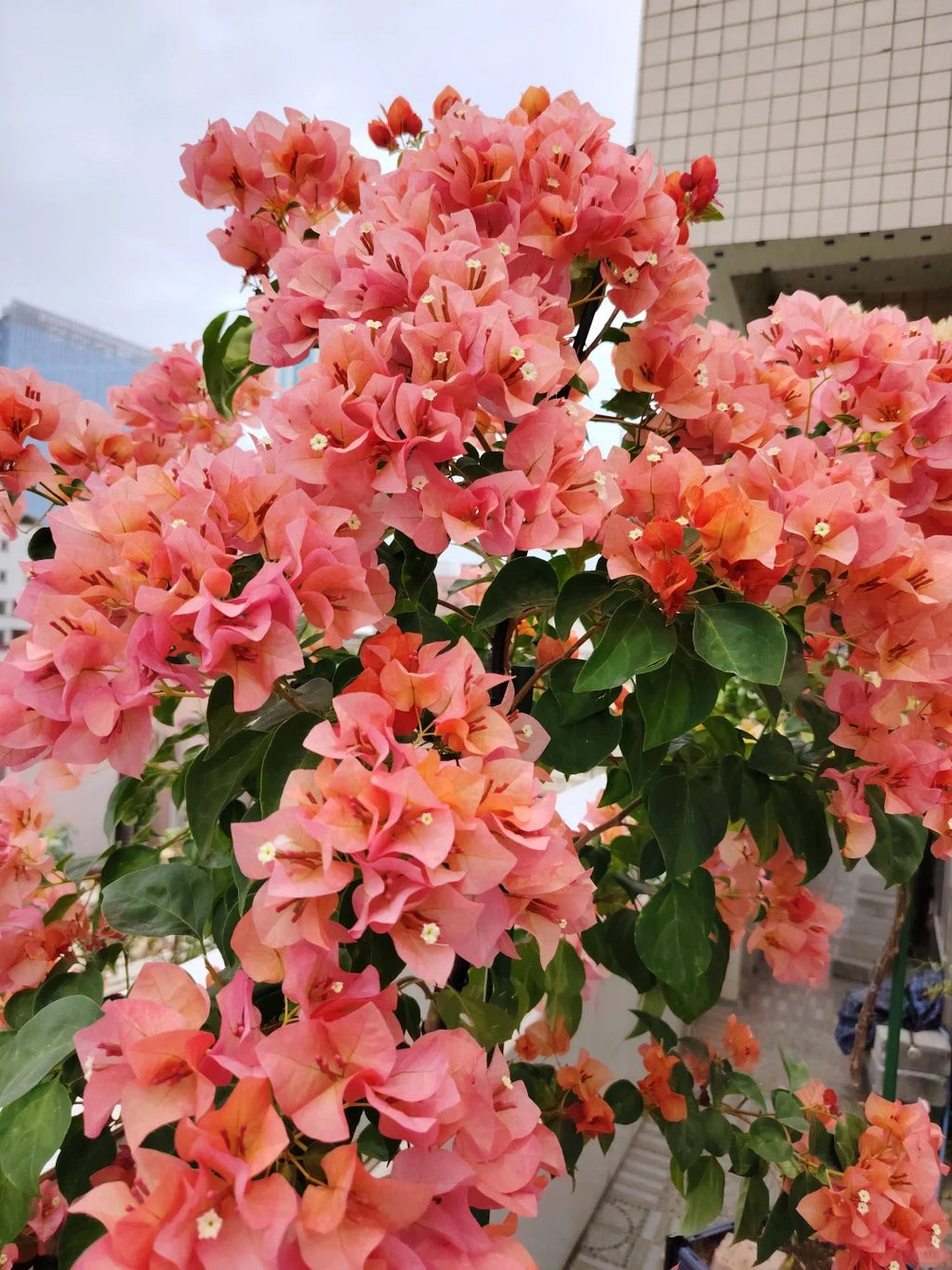 Bougainvillea 'Sunset'