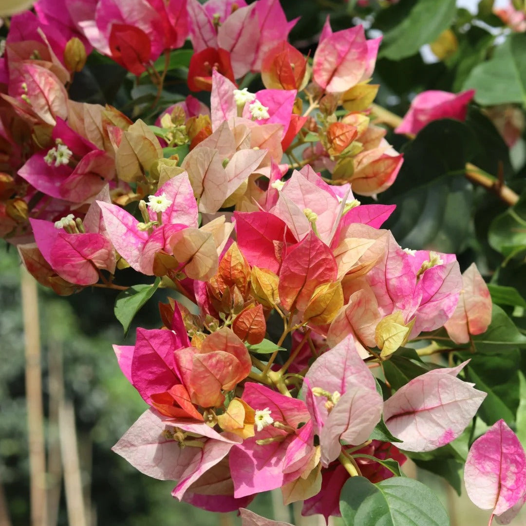 Bougainvillea 'Citra Golden Rao'