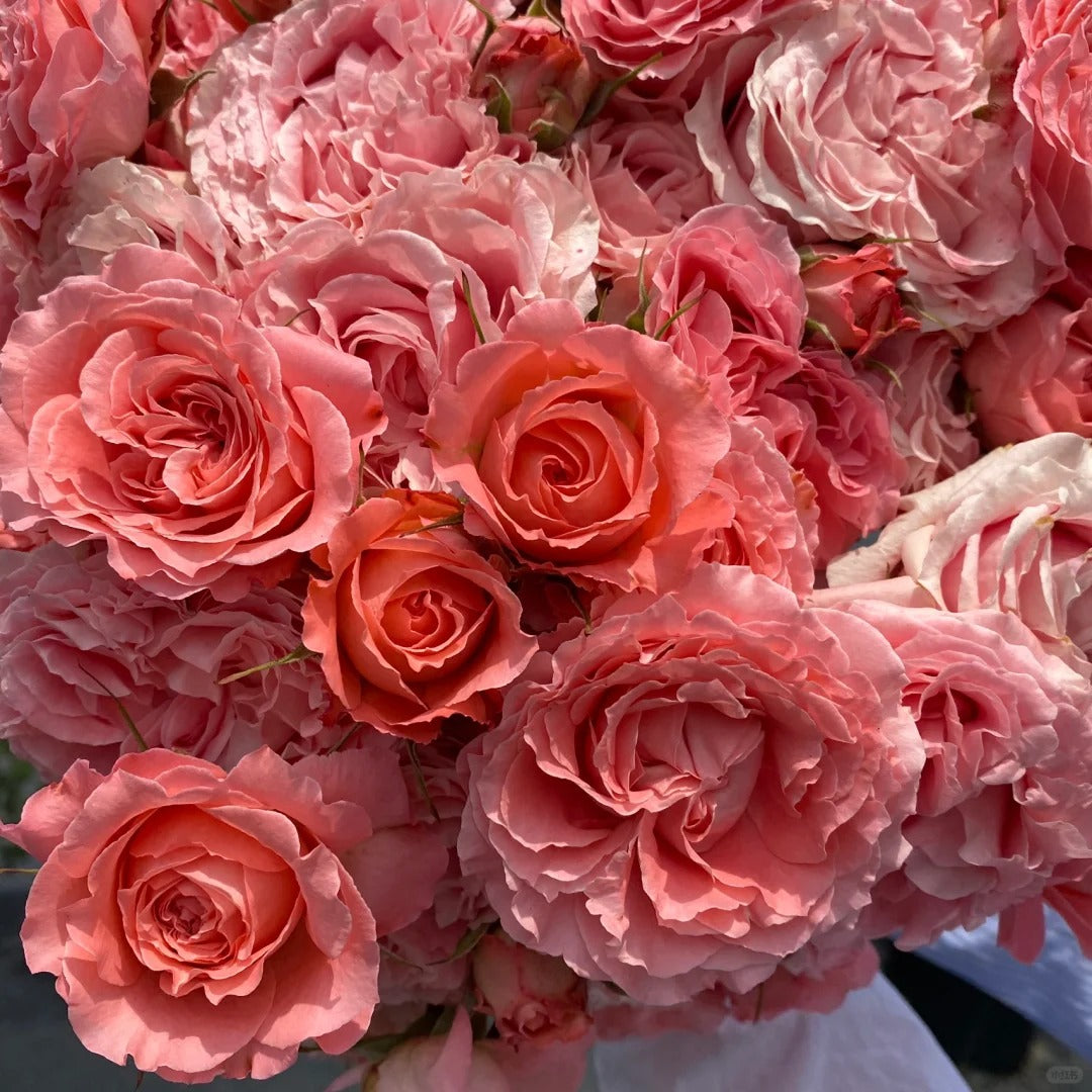 'Corail Gelee' Shrub Rose