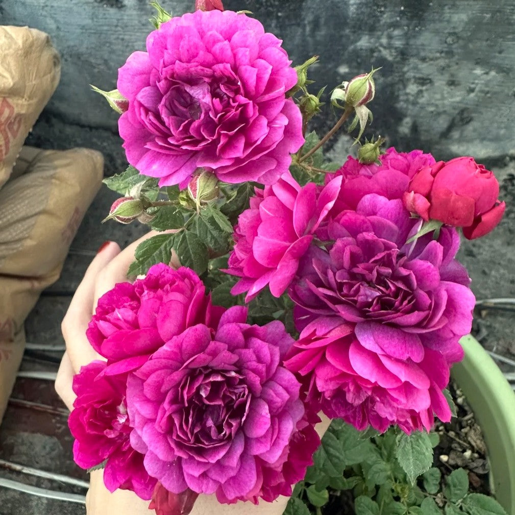 'Sweet Chariot' Tree Rose 22 in