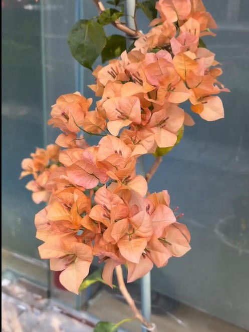 Bougainvillea 'Mona Lisa Tea'