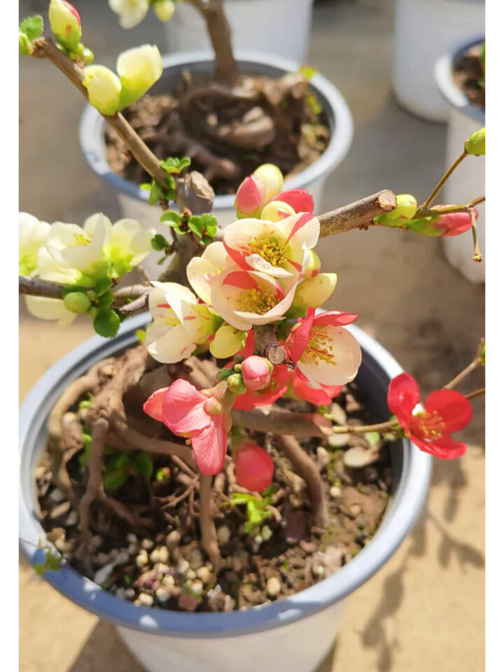 'Changshoubao' Japanese Flowering Quince