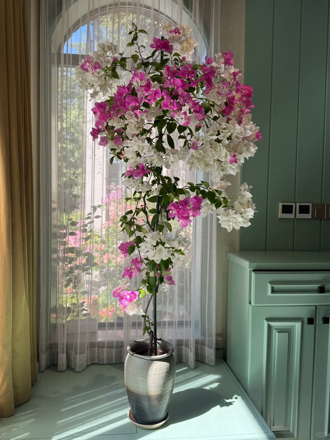 Bougainvillea 'Coconut Ice'