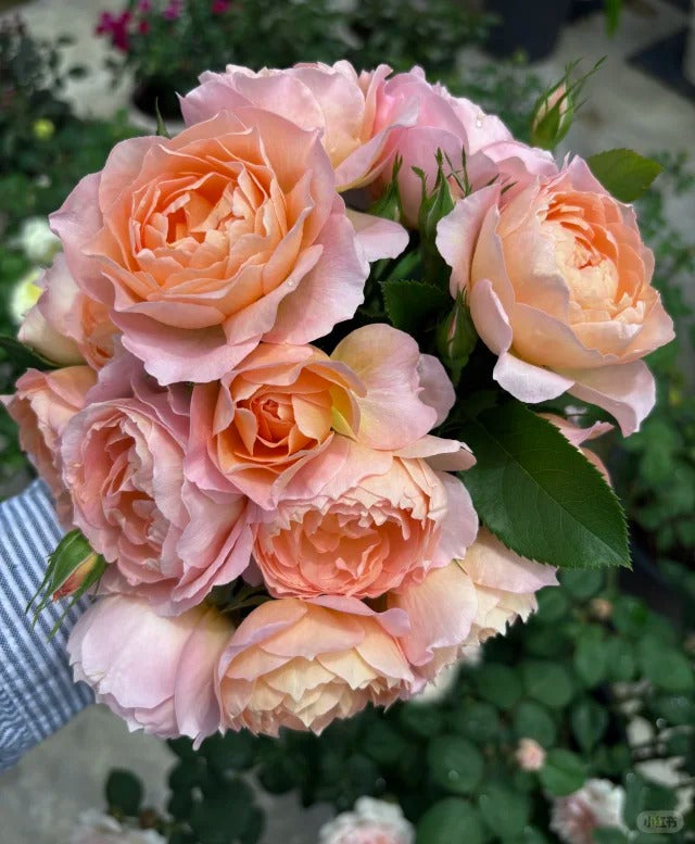 'Xingrang' Shrub Rose