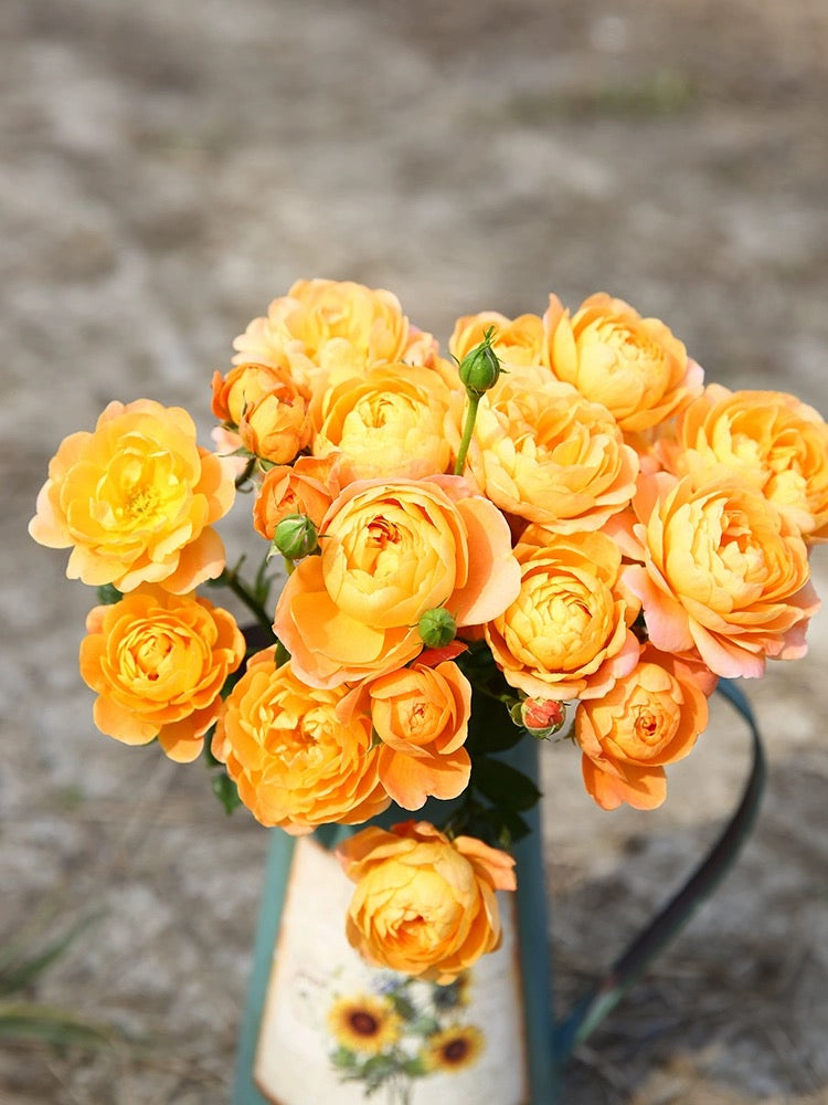 'Juicy Terrazza' Shrub Rose
