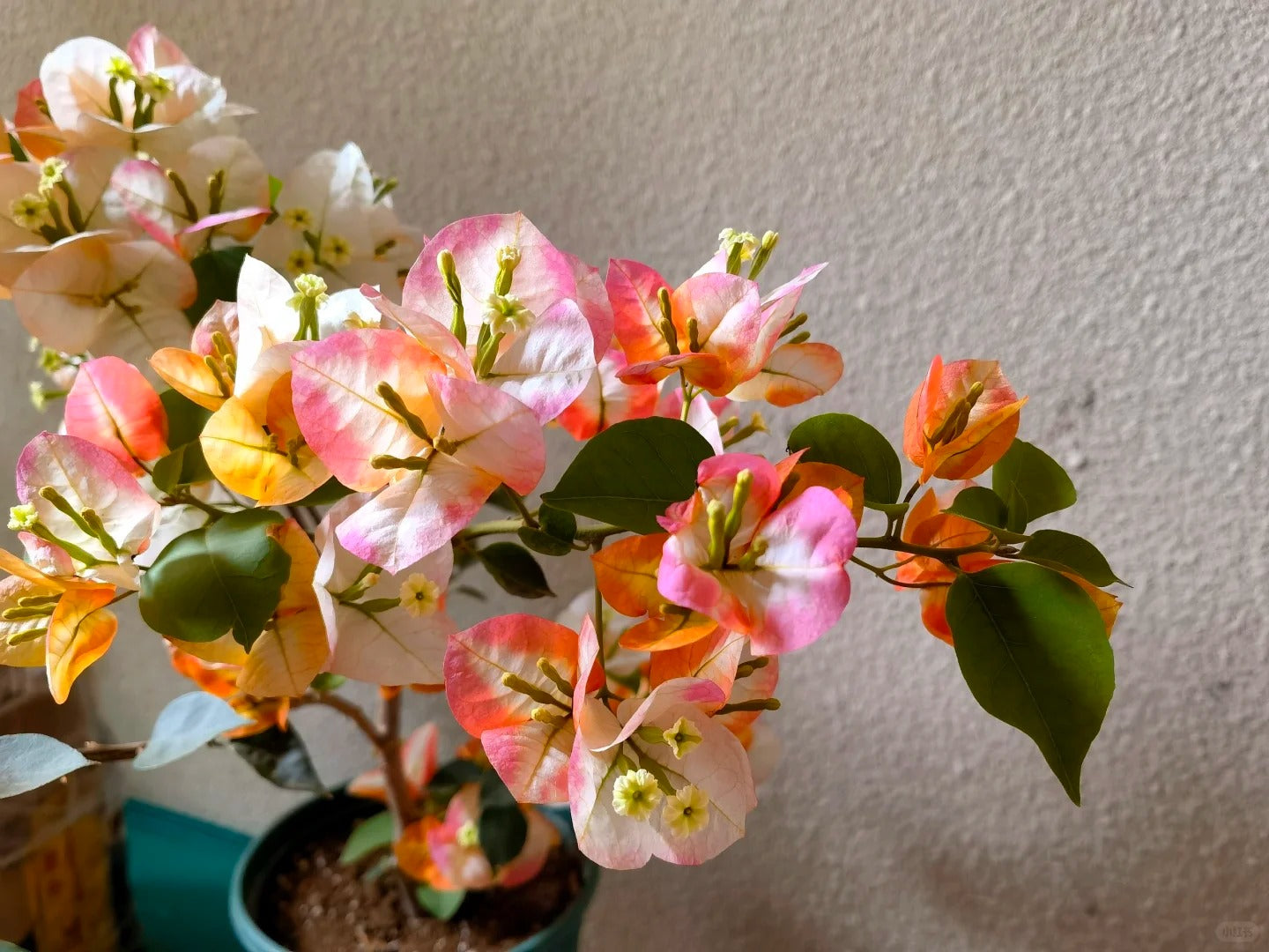 Bougainvillea 'Phoenix'