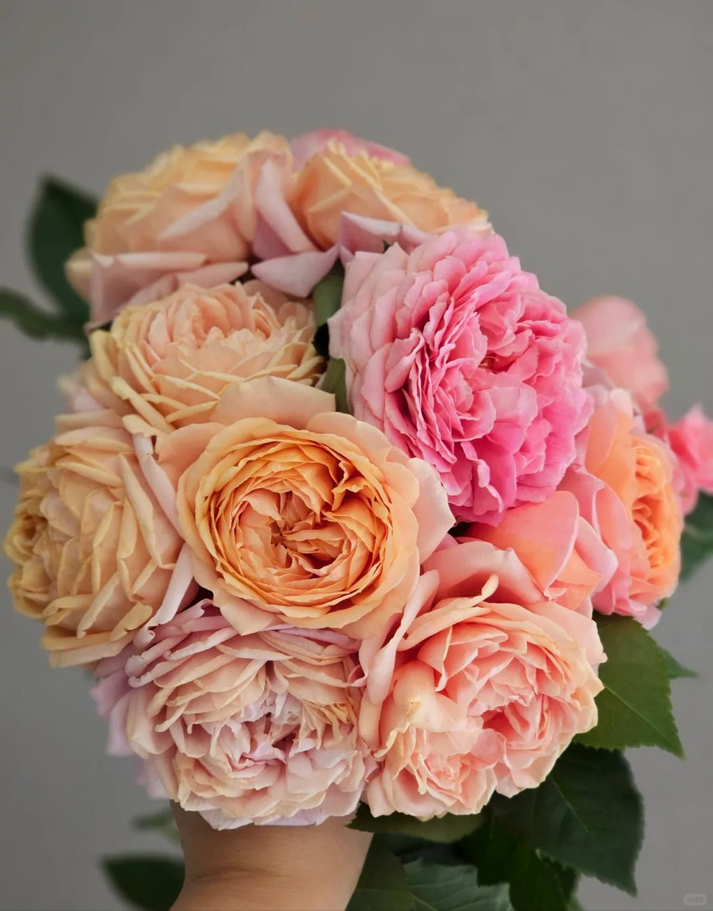 'Xingchen' Shrub Rose