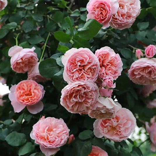 'Dames de Chenonceau' Climbing Rose