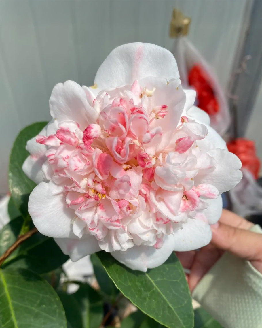 'Yutianshi' Camellia