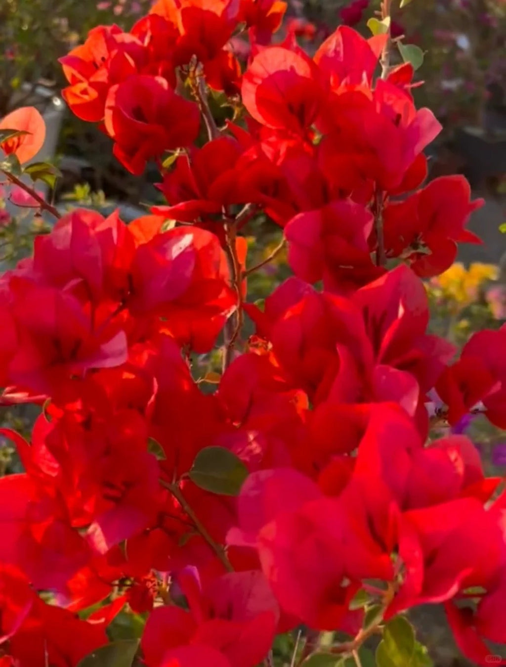 Bougainvillea 'Sundance'
