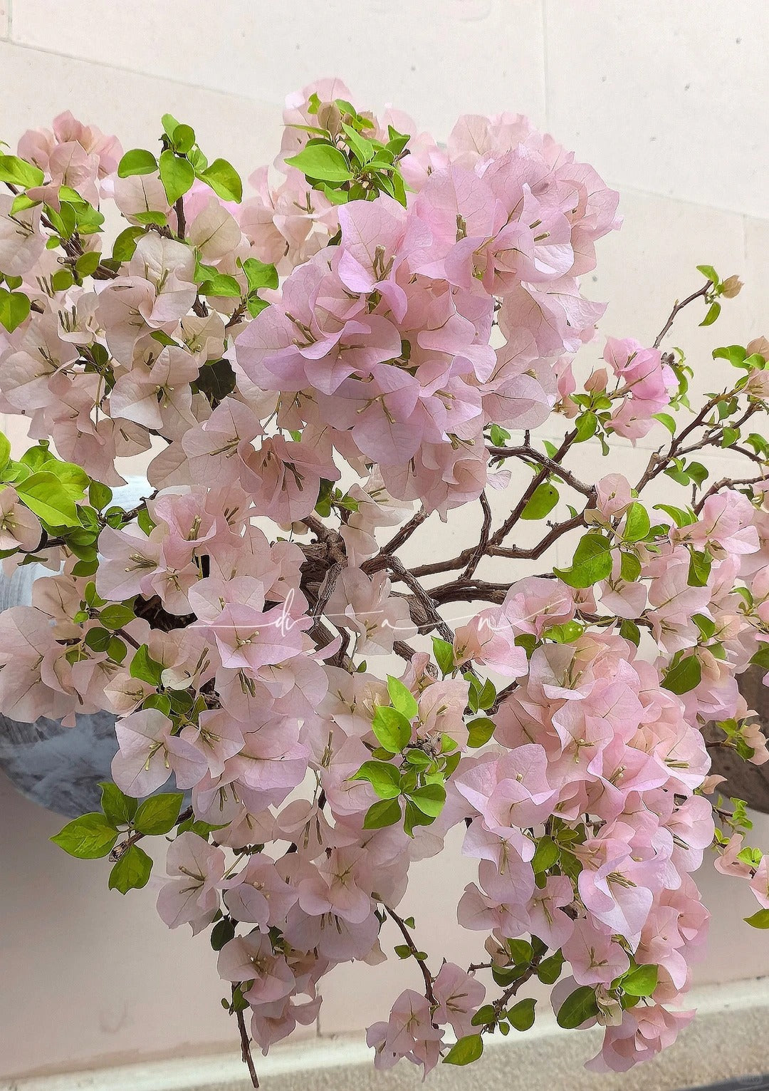 Bougainvillea 'Ladybird Batik'