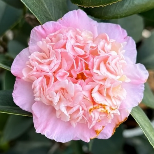 'Rōranka' Camellia