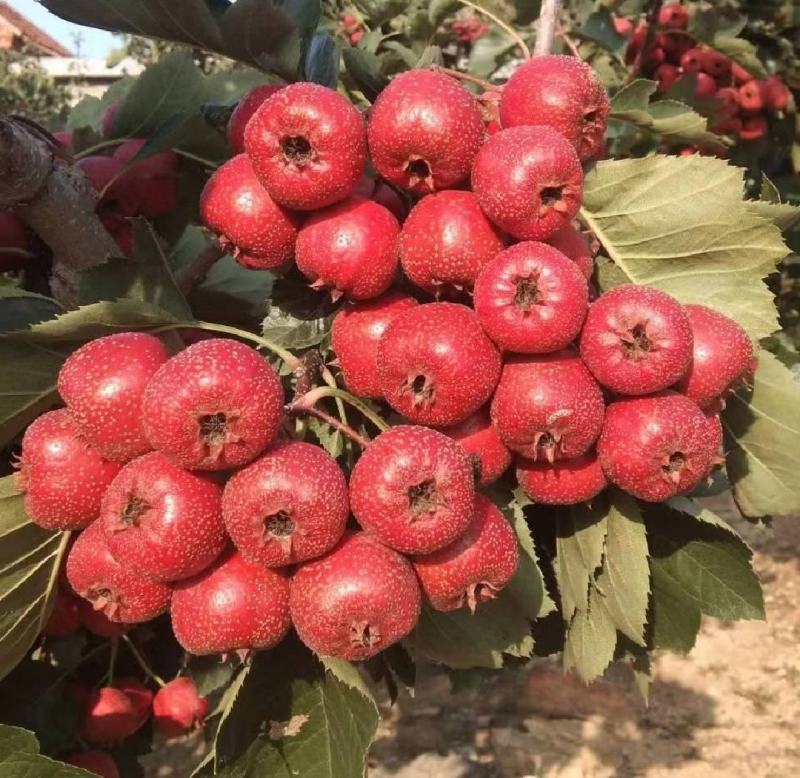 Giant Star Hawthorn Tree