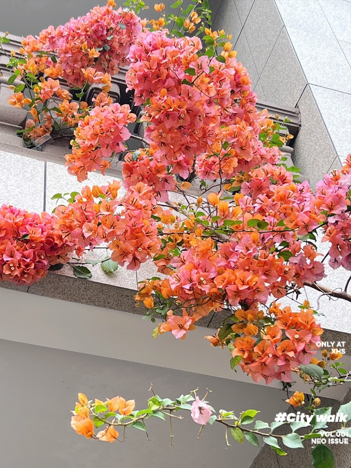Bougainvillea 'Blondie'