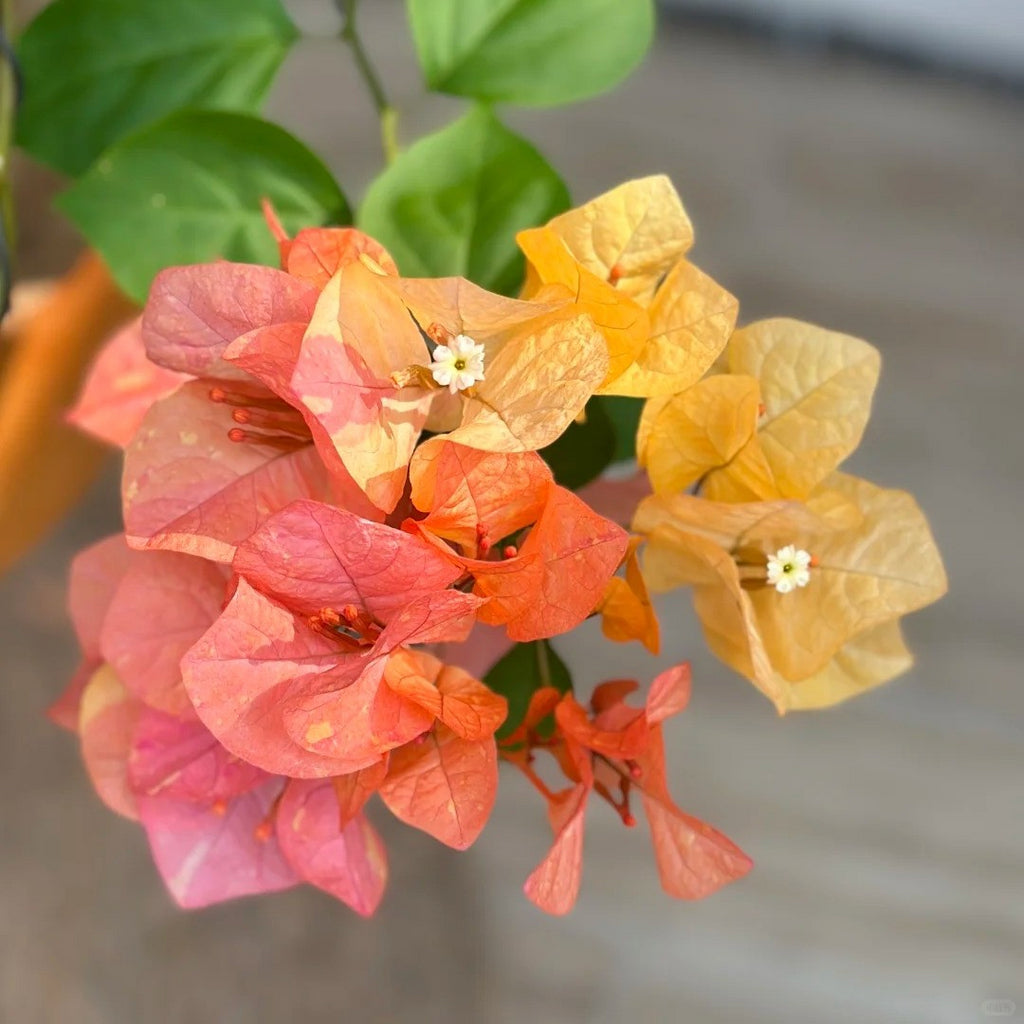 Bougainvillea 'Adarna'