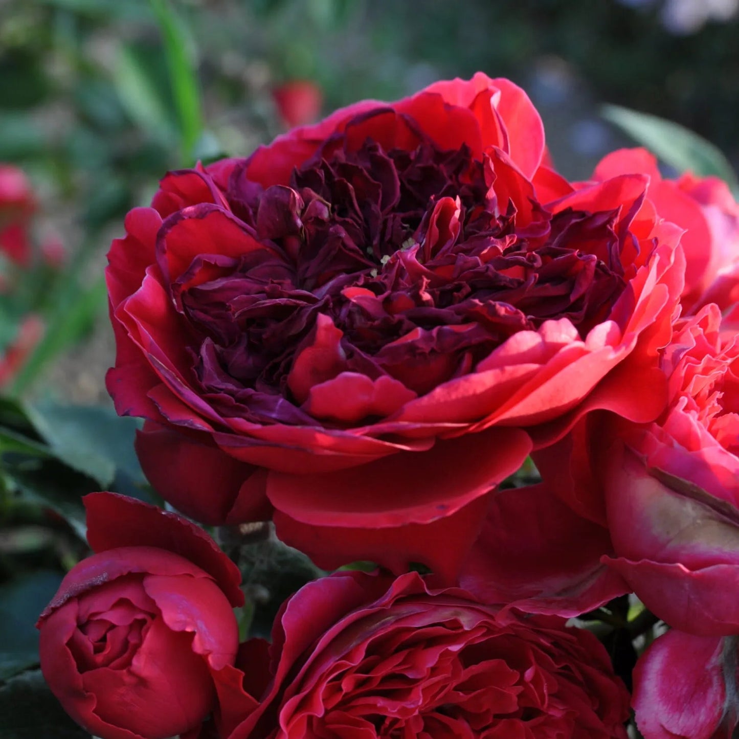 Florentina™ Arborose® Climbing Rose Brush Live Plant, 5 gallon