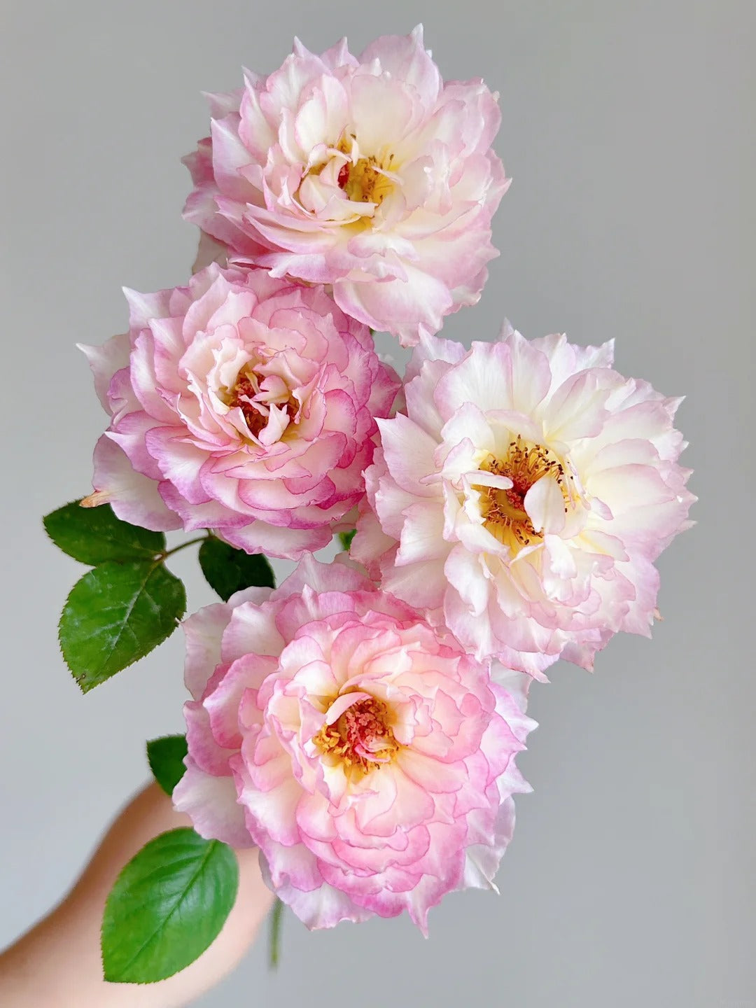 'Jade Bowl Lace' Shrub Rose