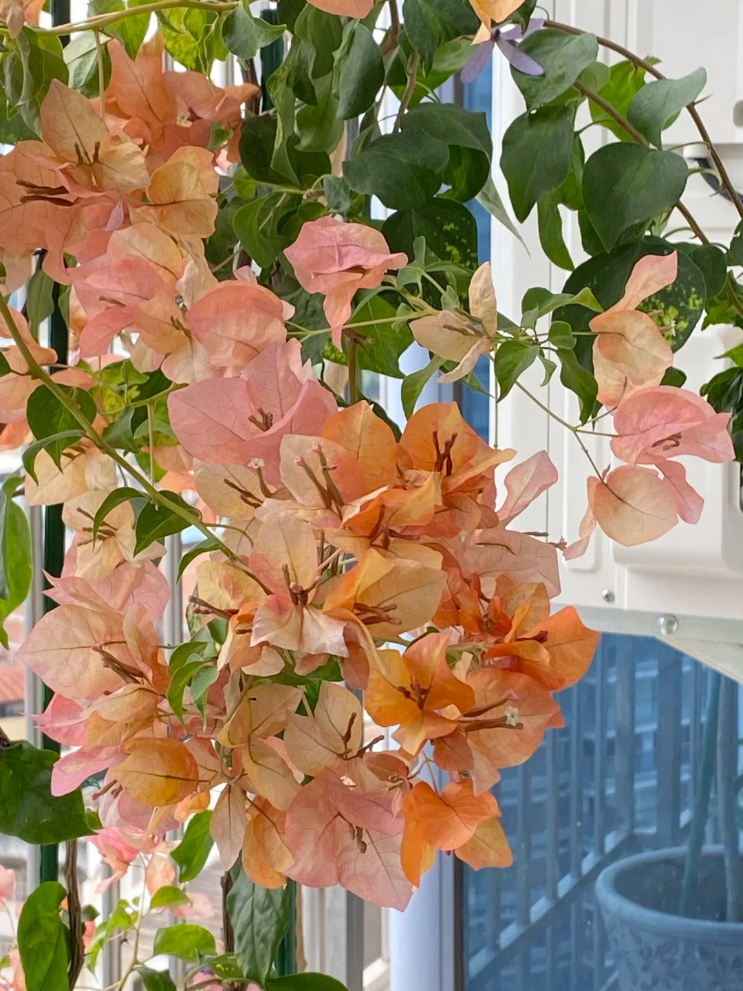 Bougainvillea 'Orange September'