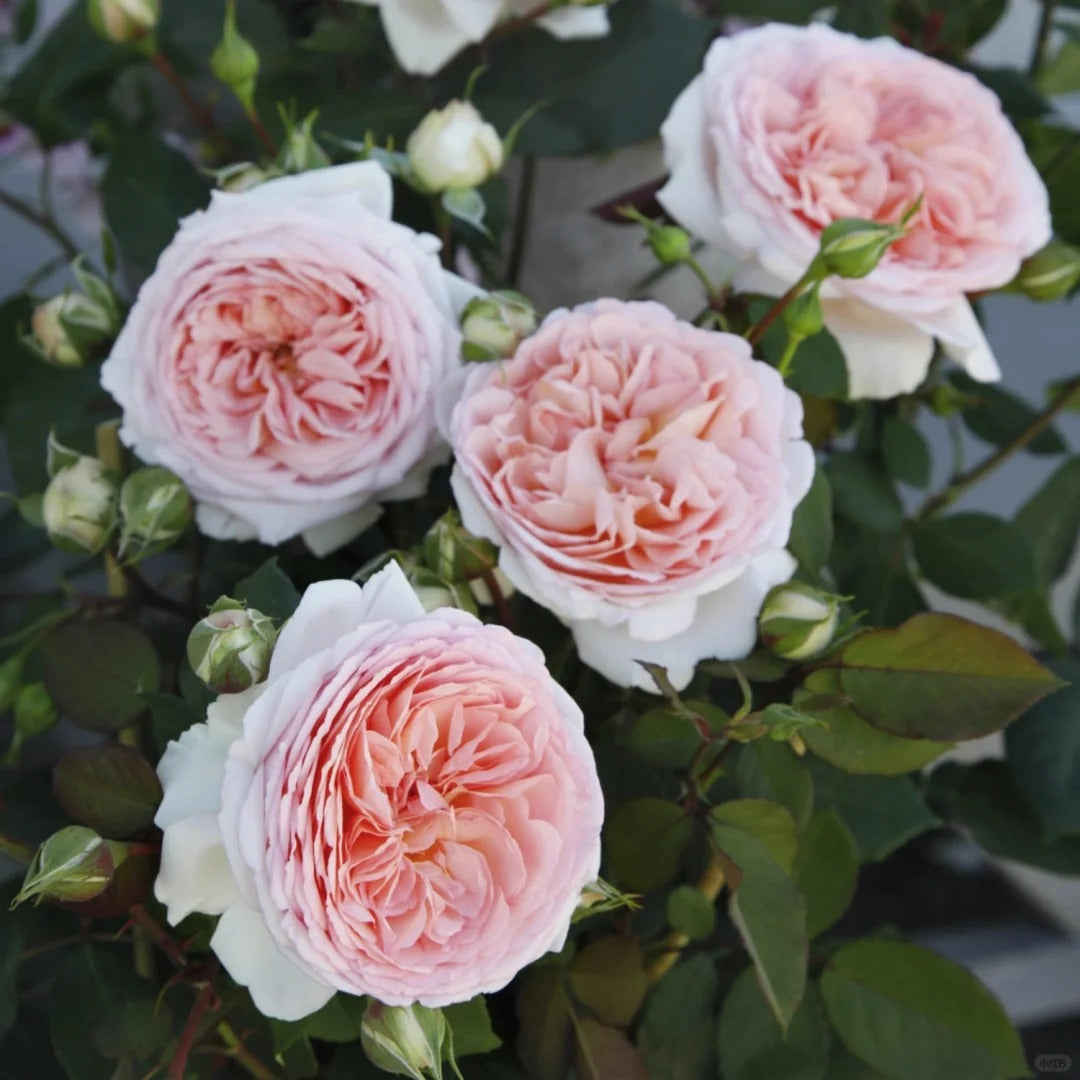 Bliss™ Parfuma® Shrub Rose Brush Live Plant, 5 gallon