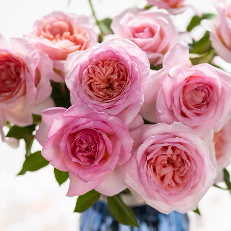 'Fendai' Shrub Rose